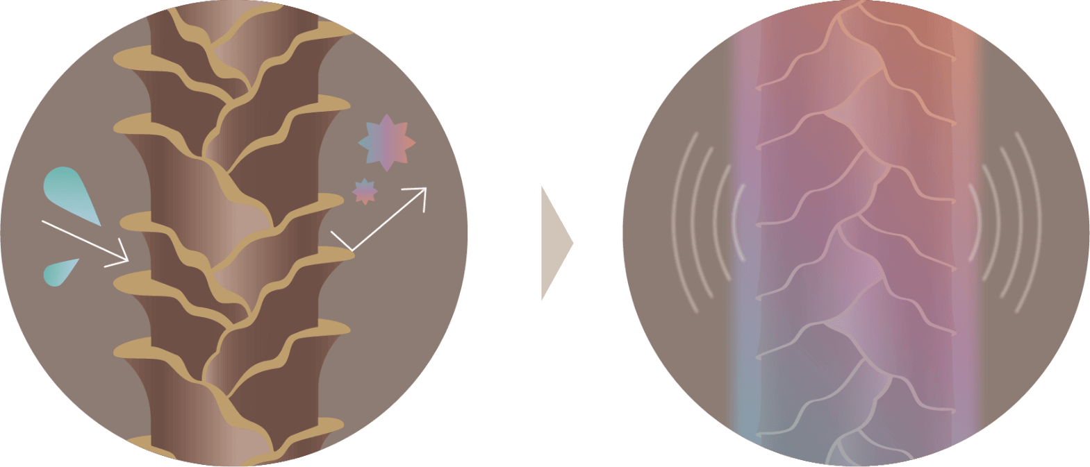 キューティクルのイメージ画像